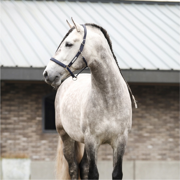 Equilibrium New Stellar Headcollar EQB1681 - Navy